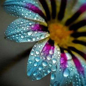 Meet your Posher, Janice